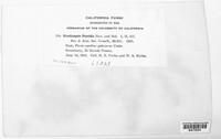 Uredinopsis pteridis image